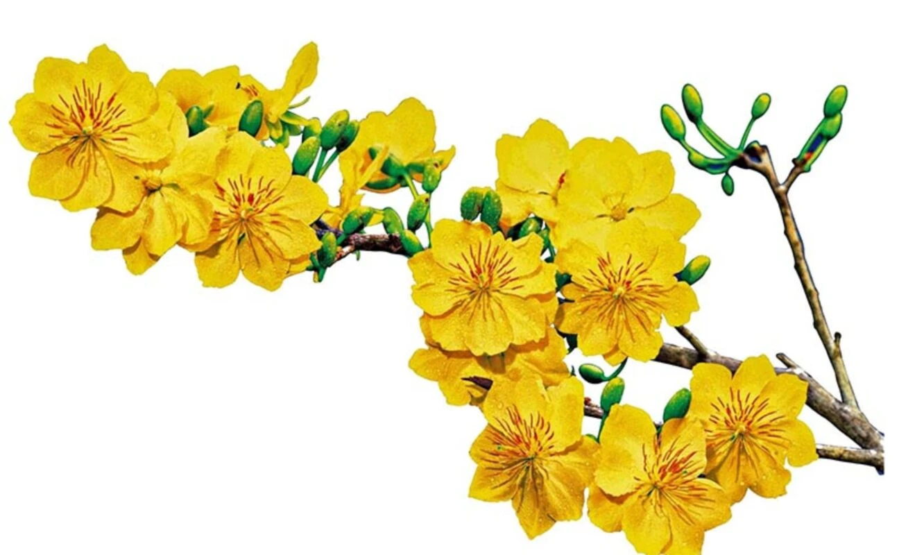 Hoa Mai Vector - 1000+Vector Cành Mai Tải Miễn Phí file CDR, AI, EPS