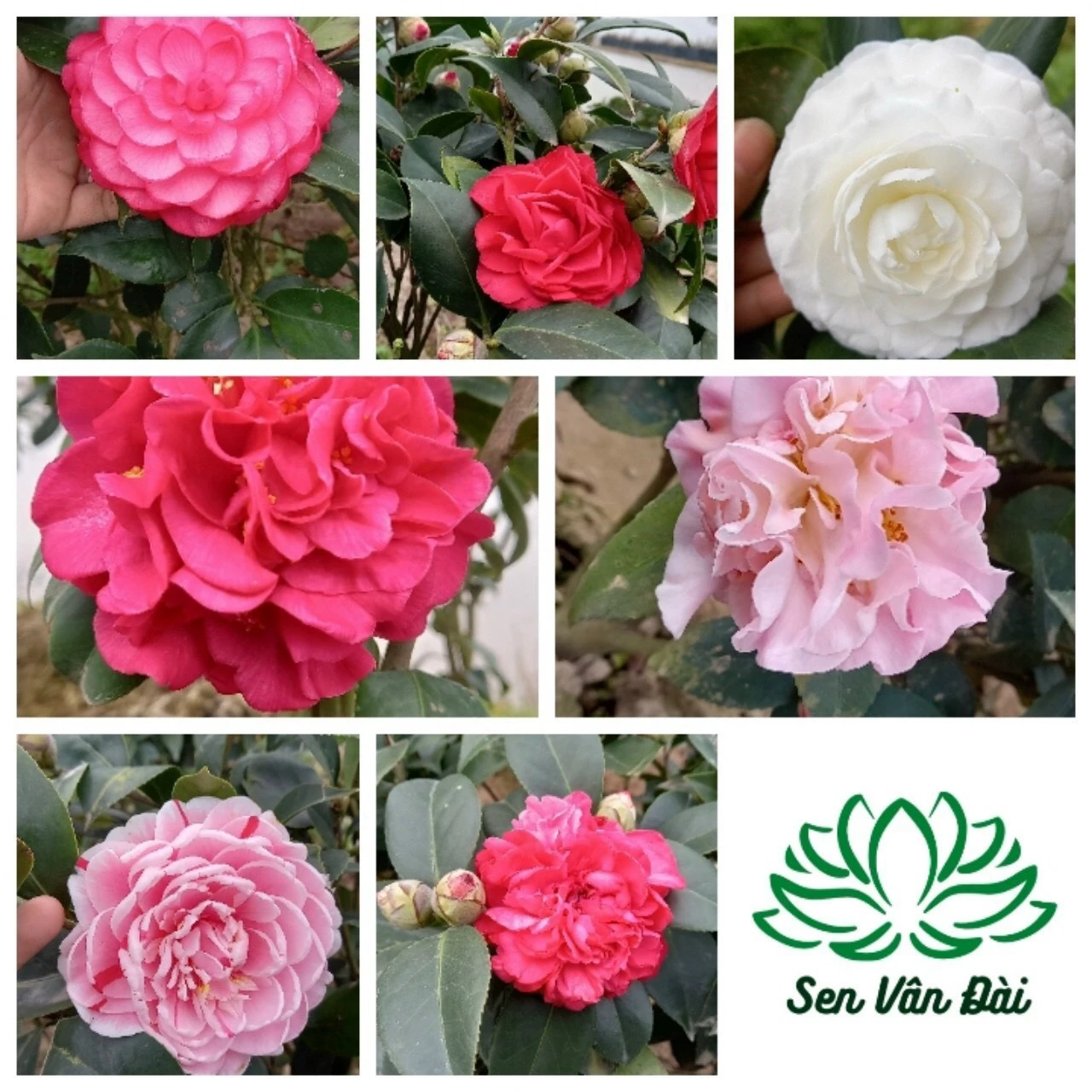 Tìm hiểu về hoa trà và vẻ đẹp của nó