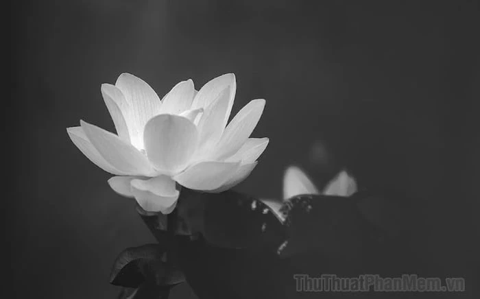 Hoa sen đen và ý nghĩa văn hóa phương Đông