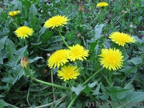 Khám Phá Hoa Bồ Công Anh: Đặc Điểm và Ứng Dụng