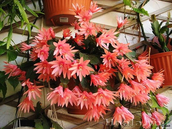 CHIÊM NGƯỠNG VẺ ĐẸP CỦA HOA QUỲNH | Hoa Tươi Thúy Nga