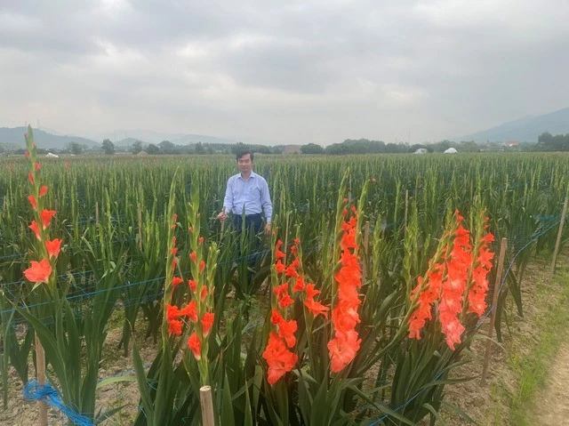 Hoa lay ơn: Biểu tượng sắc màu trong trang trí Tết