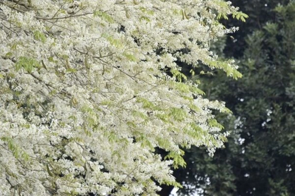 Hoa sưa trắng trời tháng Ba…