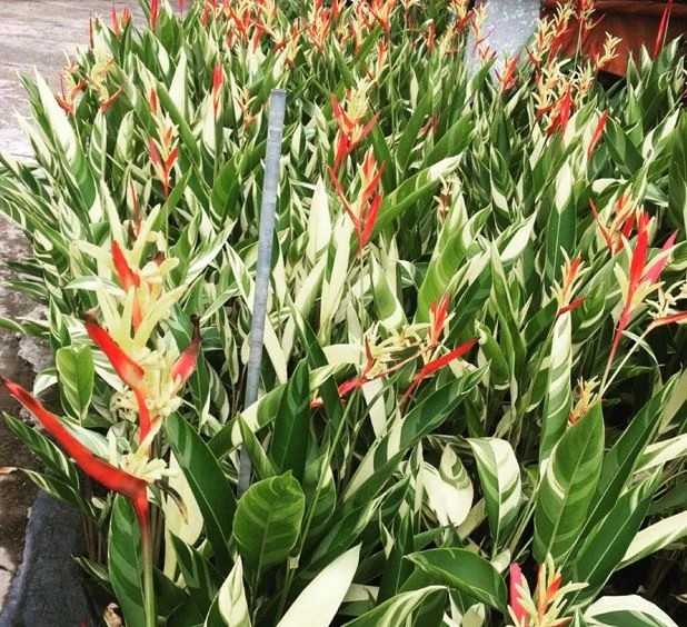 Cây Thiên Điểu - Ý Nghĩa Phong Thủy Bạn Nên Biết