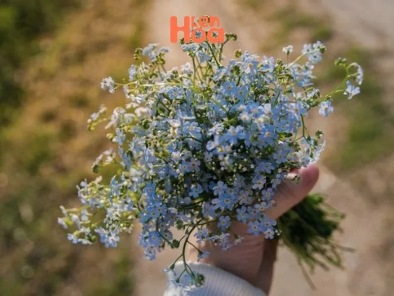 Vén màn sự thật về ý nghĩa và nguồn gốc của hoa Lưu Ly