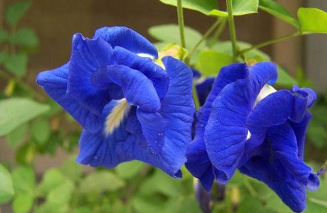 Lợi Ích Sức Khỏe Từ Hoa Đậu Biếc Trong Đồ Uống