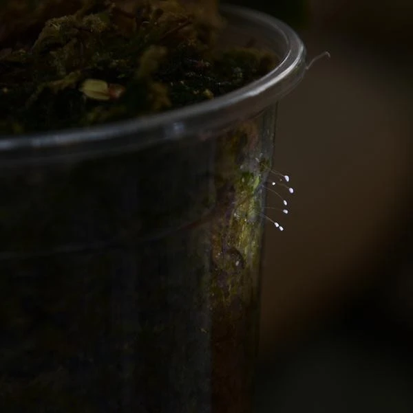 Hoa Ưu Đàm: Biểu Tượng Thiêng Liêng Trong Phật Giáo