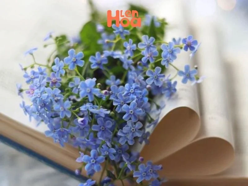 Vén màn sự thật về ý nghĩa và nguồn gốc của hoa Lưu Ly