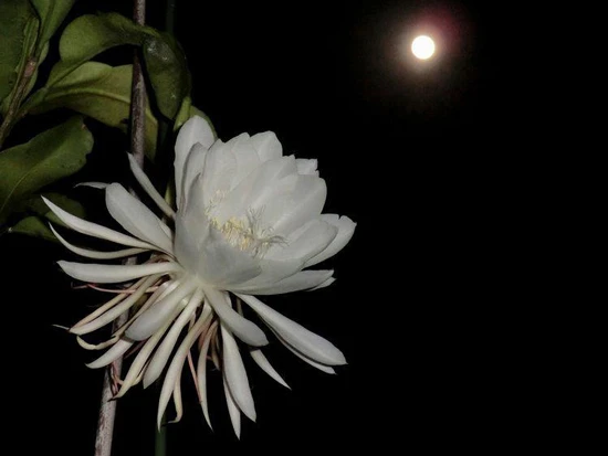 CHIÊM NGƯỠNG VẺ ĐẸP CỦA HOA QUỲNH | Hoa Tươi Thúy Nga