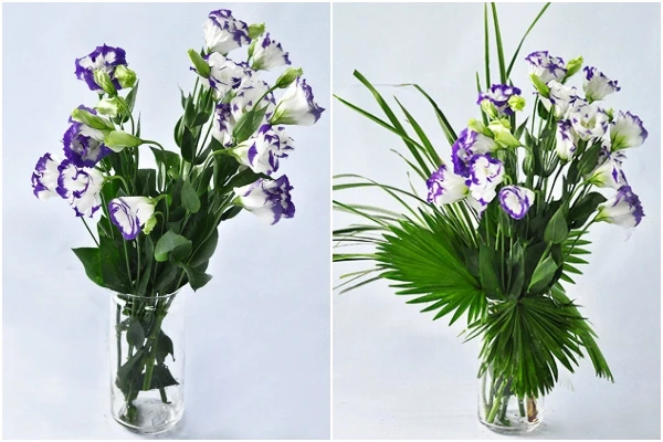 Hoa Cát Tường (Hoa Lan Tường) - Loài Hoa Của Sự May Mắn