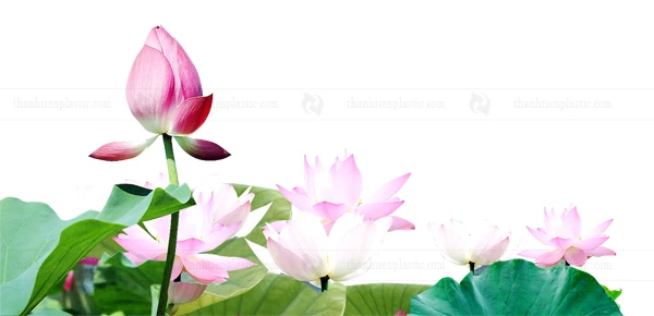 Ảnh hoa sen vector file tách nền PNG thiết kế logo, background