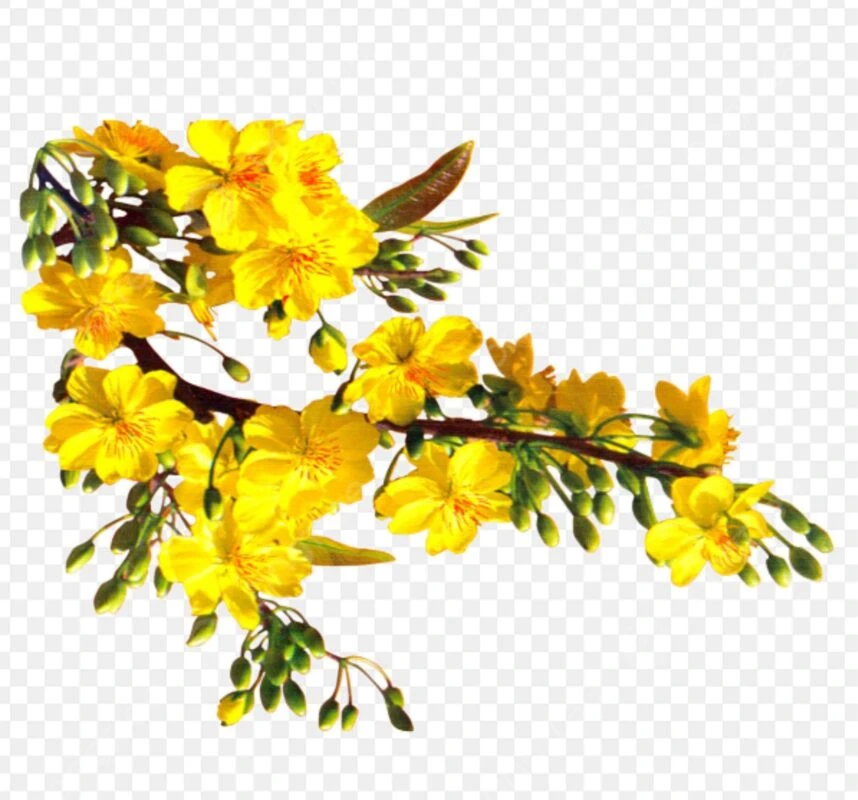 Khám Phá Hoa Mai PNG Đẹp Cho Ngày Tết