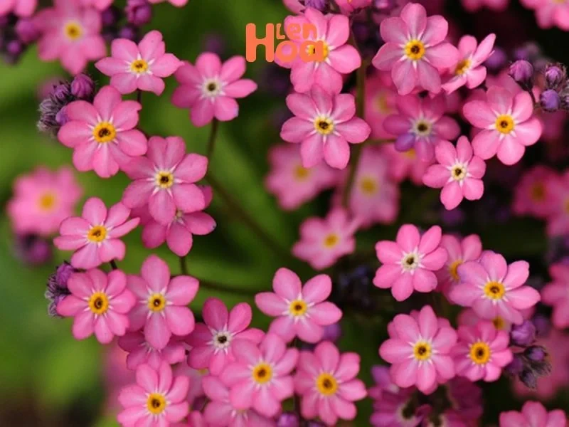 Vén màn sự thật về ý nghĩa và nguồn gốc của hoa Lưu Ly