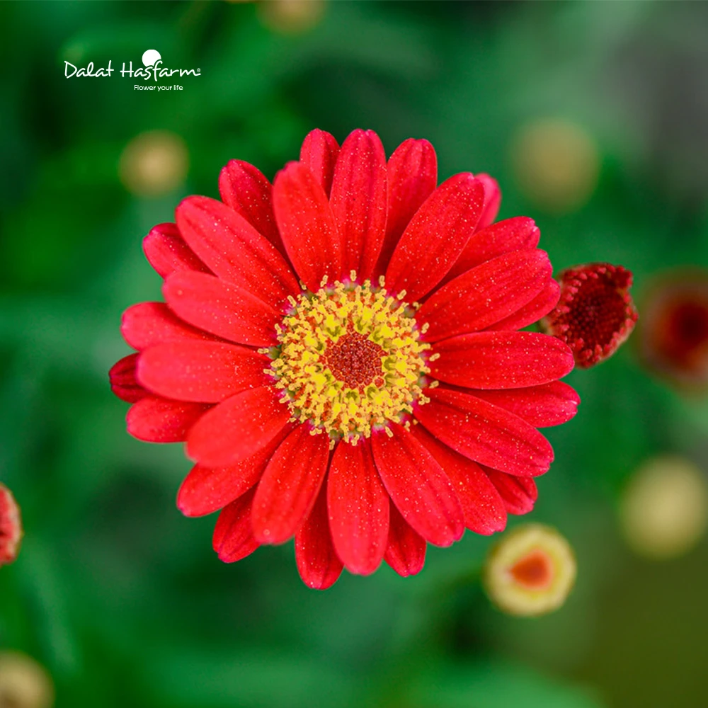 Cúc Họa Mi: Nguồn gốc, ý nghĩa, cách trồng và chăm sóc