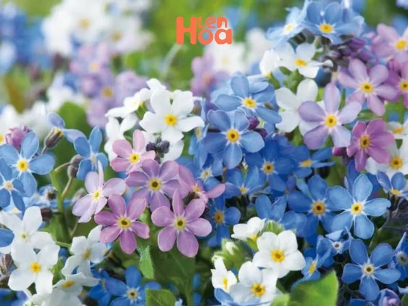 Vén màn sự thật về ý nghĩa và nguồn gốc của hoa Lưu Ly