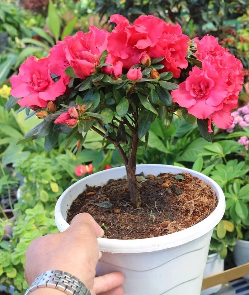 Cây hoa đỗ quyên: Ý nghĩa, cách trồng và chăm sóc