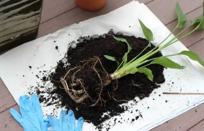 Cây Thiên Điểu - Ý Nghĩa Phong Thủy Bạn Nên Biết