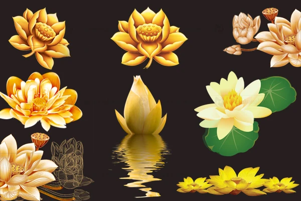 Ảnh hoa sen vector file tách nền PNG thiết kế logo, background