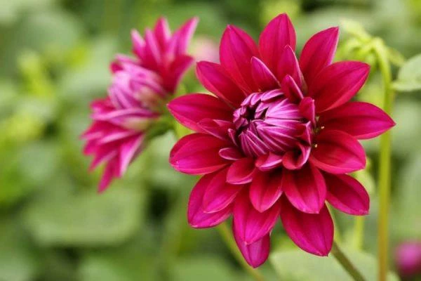 Ý nghĩa hoa thược dược theo màu sắc