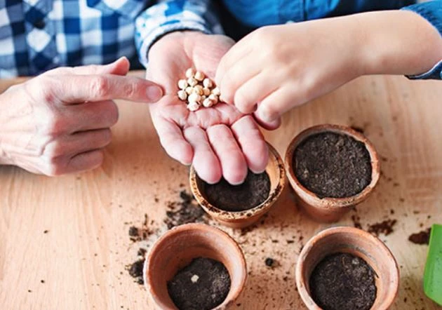 Cây Thiên Điểu - Ý Nghĩa Phong Thủy Bạn Nên Biết