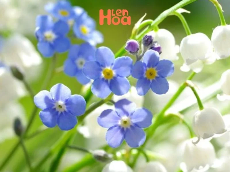 Vén màn sự thật về ý nghĩa và nguồn gốc của hoa Lưu Ly