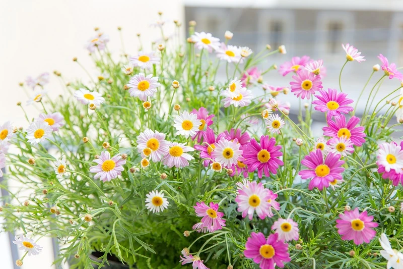 Cúc Họa Mi: Nguồn gốc, ý nghĩa, cách trồng và chăm sóc