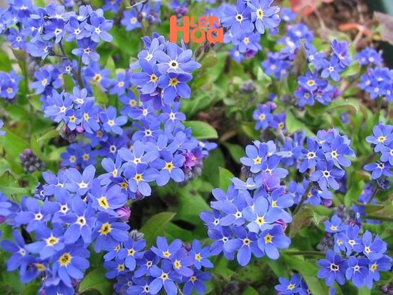 Vén màn sự thật về ý nghĩa và nguồn gốc của hoa Lưu Ly