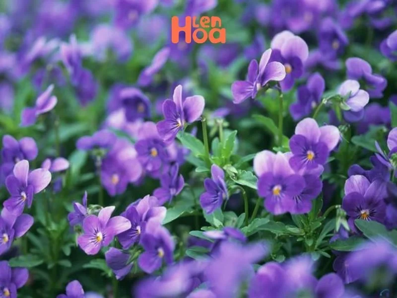 Vén màn sự thật về ý nghĩa và nguồn gốc của hoa Lưu Ly