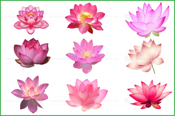 Hoa sen vector Biểu tượng văn hóa và thiết kế hiện đại