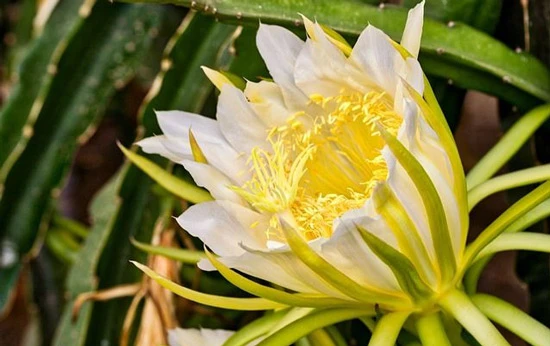 CHIÊM NGƯỠNG VẺ ĐẸP CỦA HOA QUỲNH | Hoa Tươi Thúy Nga