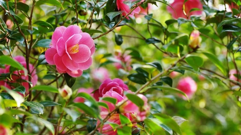 Khám phá top 10 loài hoa đẹp nhất thế giới