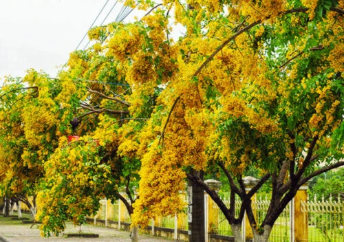 Hoa sưa trắng trời tháng Ba…