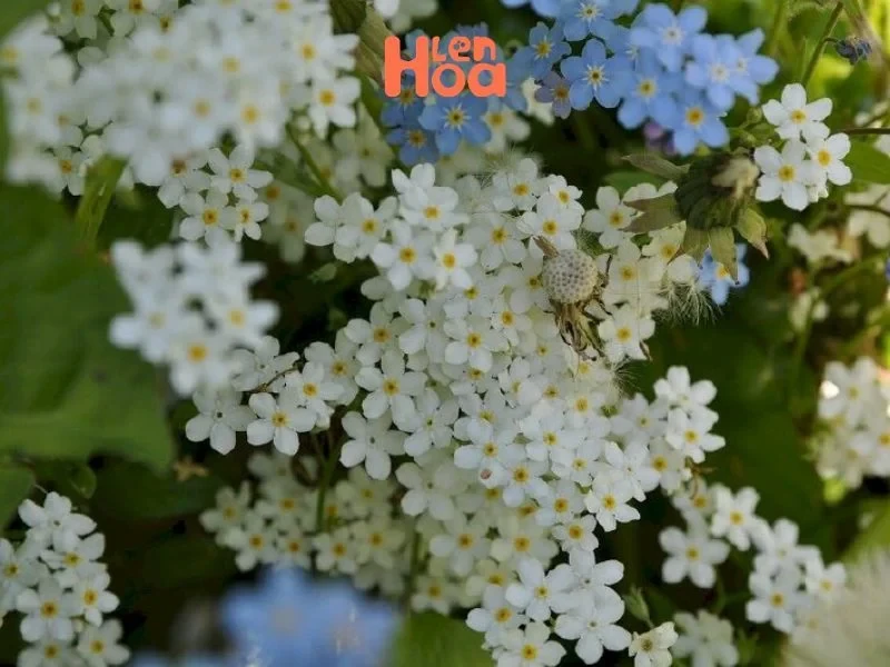 Vén màn sự thật về ý nghĩa và nguồn gốc của hoa Lưu Ly