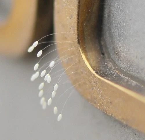 Loài “hoa lạ” có phải là hoa ưu đàm?| Giác Ngộ Online