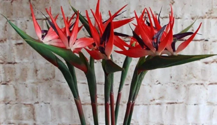 Cây Thiên Điểu - Ý Nghĩa Phong Thủy Bạn Nên Biết