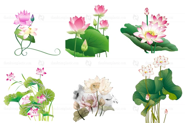 Ảnh hoa sen vector file tách nền PNG thiết kế logo, background