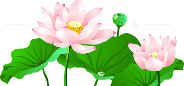 Ảnh hoa sen vector file tách nền PNG thiết kế logo, background