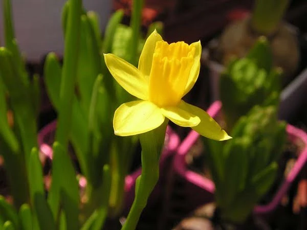 Hoa huệ ta - loài hoa mang vẻ đẹp tinh khiết