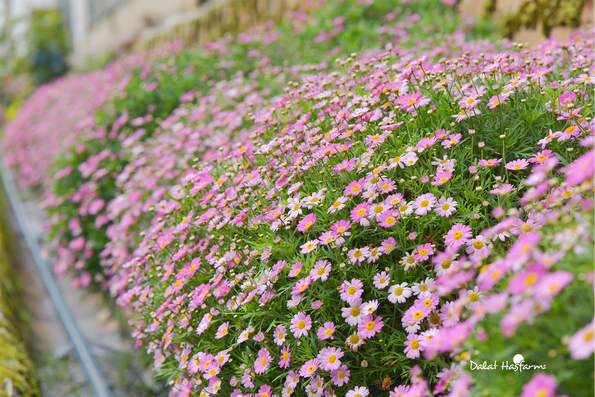 Cúc Họa Mi: Nguồn gốc, ý nghĩa, cách trồng và chăm sóc