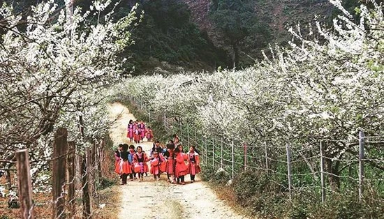 Hoa mận - Mỹ cảnh tuyệt trần giữa tiết trời lập xuân