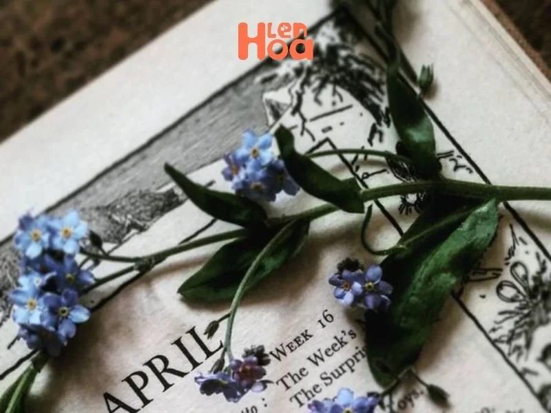 Vén màn sự thật về ý nghĩa và nguồn gốc của hoa Lưu Ly