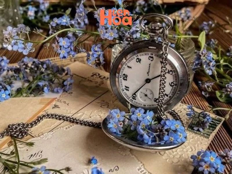 Vén màn sự thật về ý nghĩa và nguồn gốc của hoa Lưu Ly