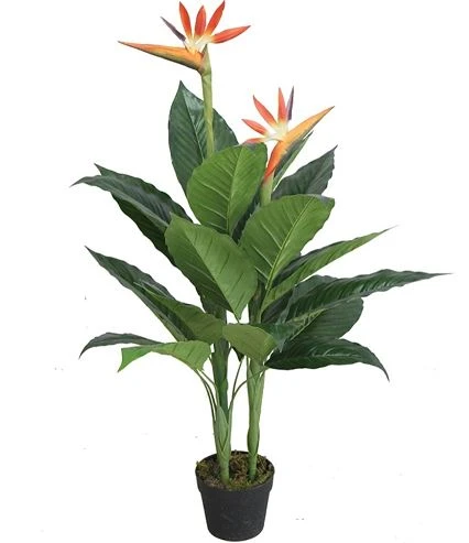 Cây Thiên Điểu - Ý Nghĩa Phong Thủy Bạn Nên Biết