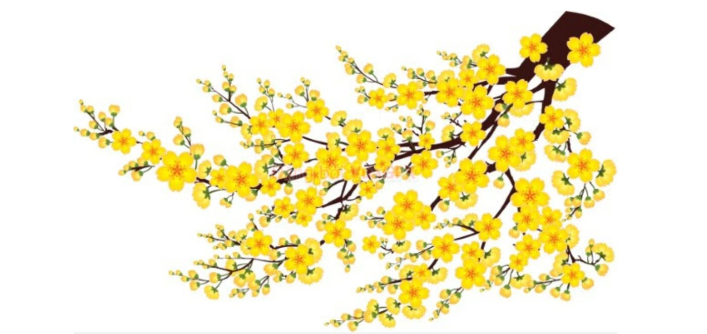Hoa Mai Vector - 1000+Vector Cành Mai Tải Miễn Phí file CDR, AI, EPS
