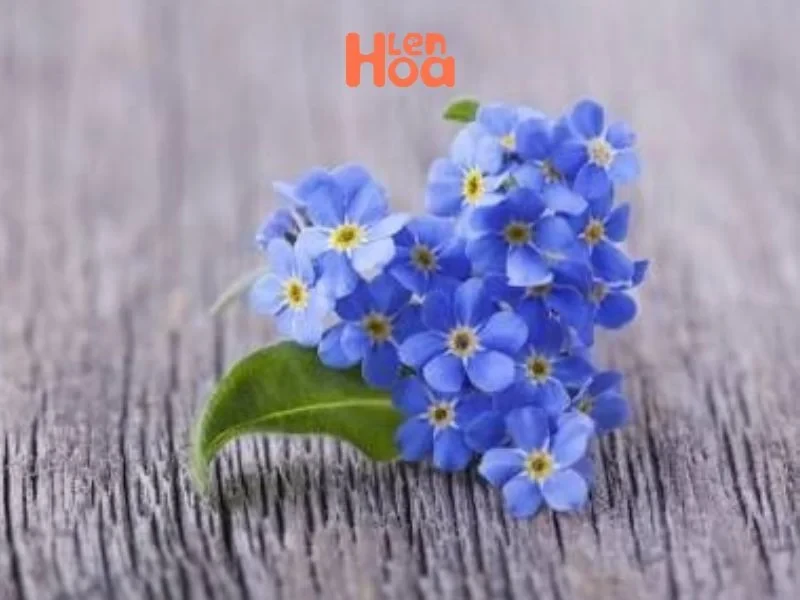 Vén màn sự thật về ý nghĩa và nguồn gốc của hoa Lưu Ly