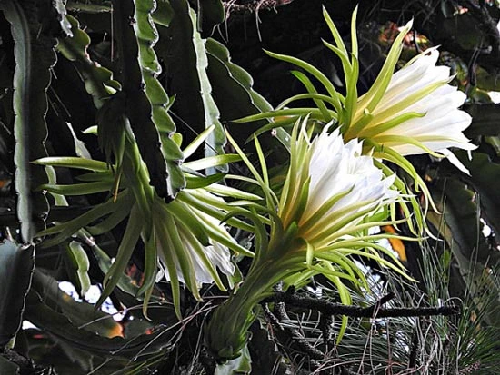 CHIÊM NGƯỠNG VẺ ĐẸP CỦA HOA QUỲNH | Hoa Tươi Thúy Nga