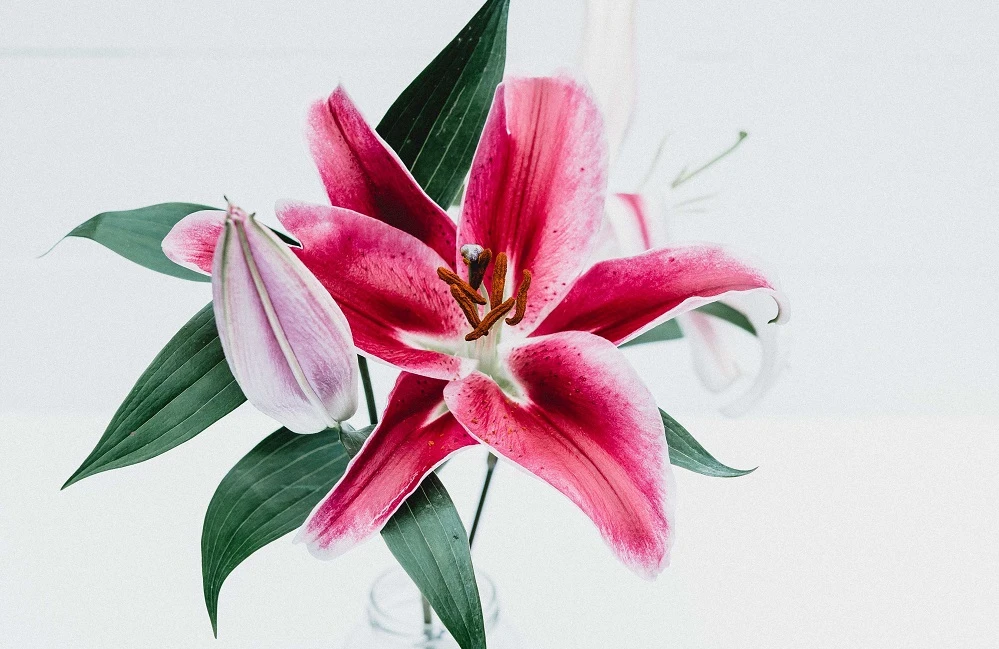 Ý nghĩa hoa bách hợp là gì? Ý nghĩa các màu hoa bách hợp