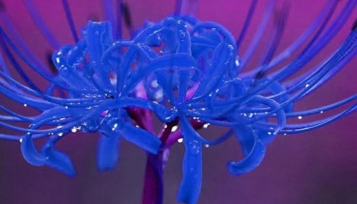 Hoa bỉ ngạn xanh có thật không? Truyền thuyết và ý nghĩa