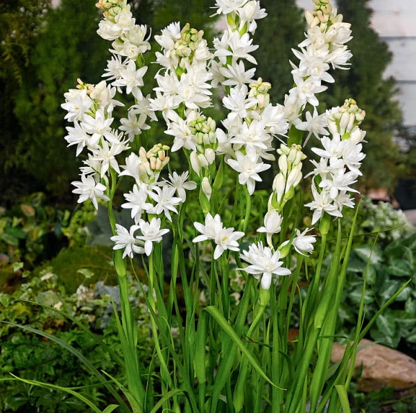 Hoa huệ ta - loài hoa mang vẻ đẹp tinh khiết