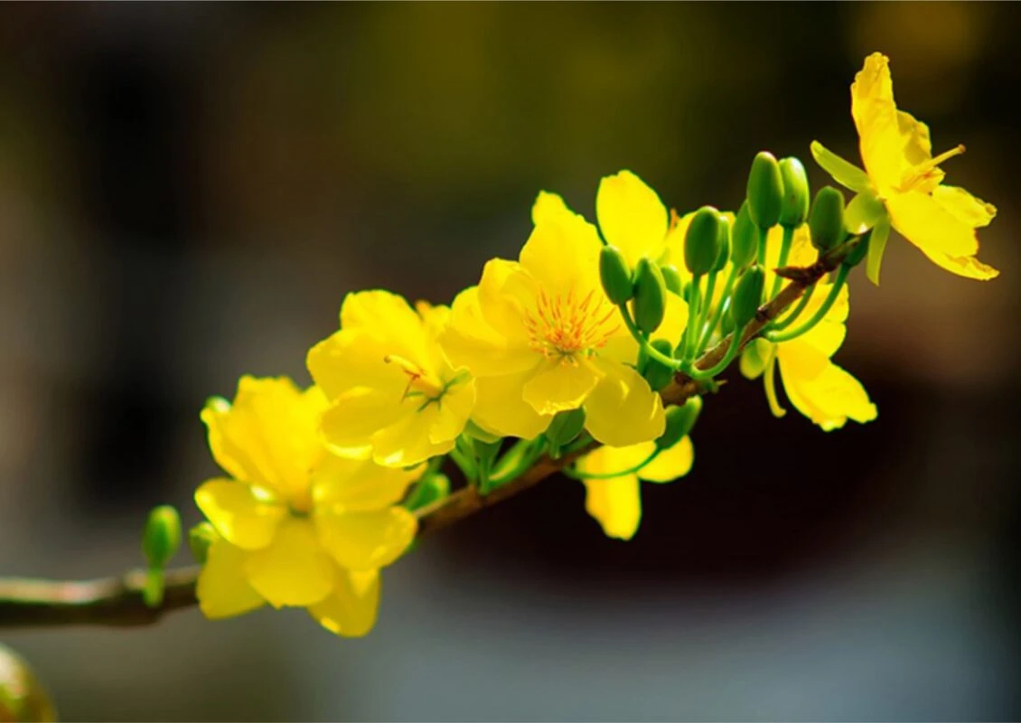 Hoa Mai Vector - 1000+Vector Cành Mai Tải Miễn Phí file CDR, AI, EPS